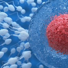 Does Egg and Sperm Quality Affect the Risk of Miscarriage