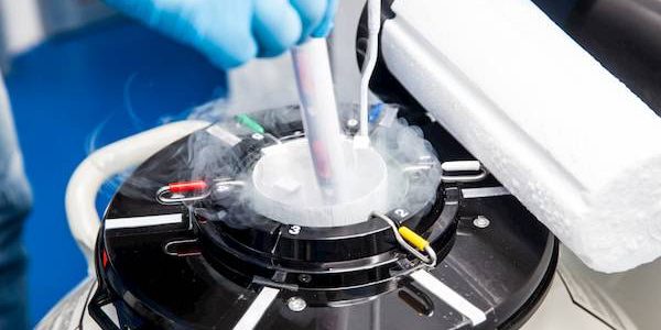 Egg Freezing Impact the Chance of Pregnancy