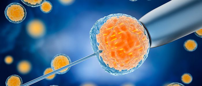 Factors Affecting Embryo Development